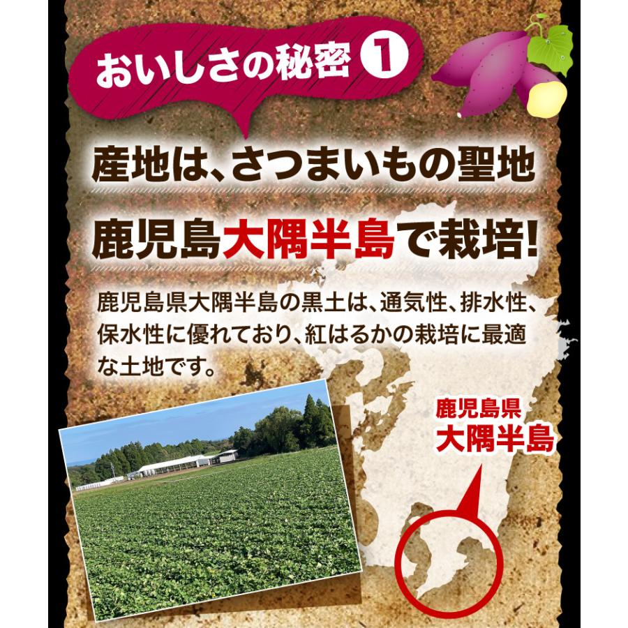 ポイント5倍 鹿児島県産 ぷち紅はるか 5kg サツマイモ 生芋 小さいサイズ  プチ さつまいも 土つき 産地直送 送料無料 S常