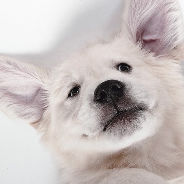 【樣畫】狗狗童心 - 臥室/客廳/廚房裝飾/居家情境佈置/工作室