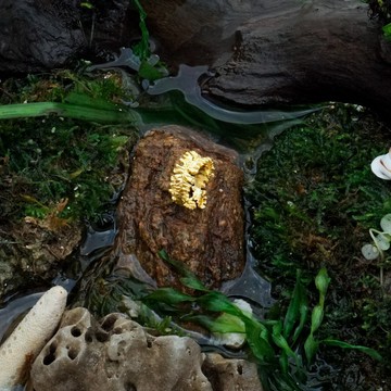 Algae 簡約戒指