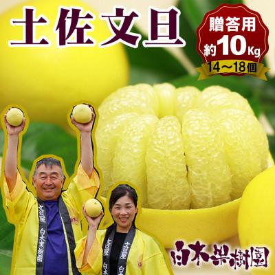 ふるさと納税 土佐市 土佐文旦約10kg 3L〜4L 特選品贈答用(14〜18個)