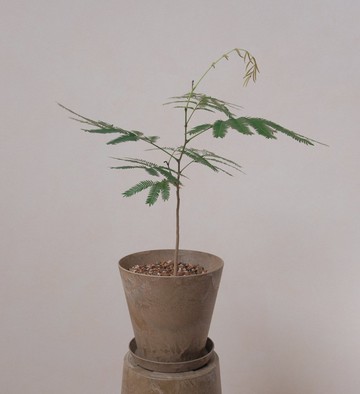 日本小豆樹