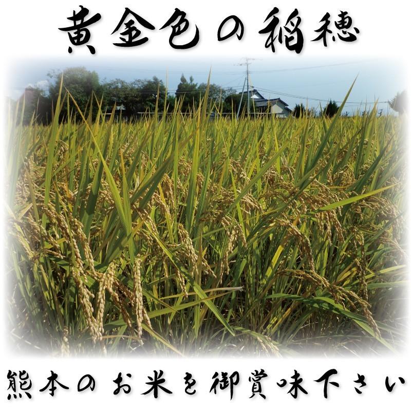 お米 米 25kg 白米 熊本県産 森のくまさん あすつく 新米 令和5年産 5kg5個 くまモン くまもとのお米 富田商店 とみた商店