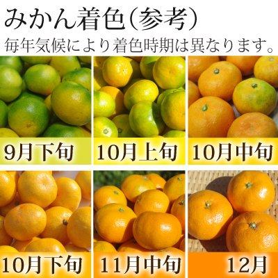 愛媛県産 訳あり 愛媛みかん ２kg