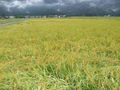 南魚沼地域産コシヒカリ「梅蛍」  5kg