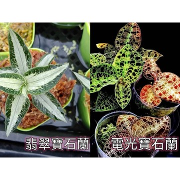 苔鑽🍀電光寶石蘭 翡翠寶石蘭 約3-5cm小型蘭花 一株（裸根寄），組培株/附生迷你香蘭花/雨林缸造景/稀有小巧/微景觀