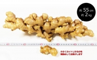 万能食材！こだわりの低農薬「囲い生姜」 100g×5袋