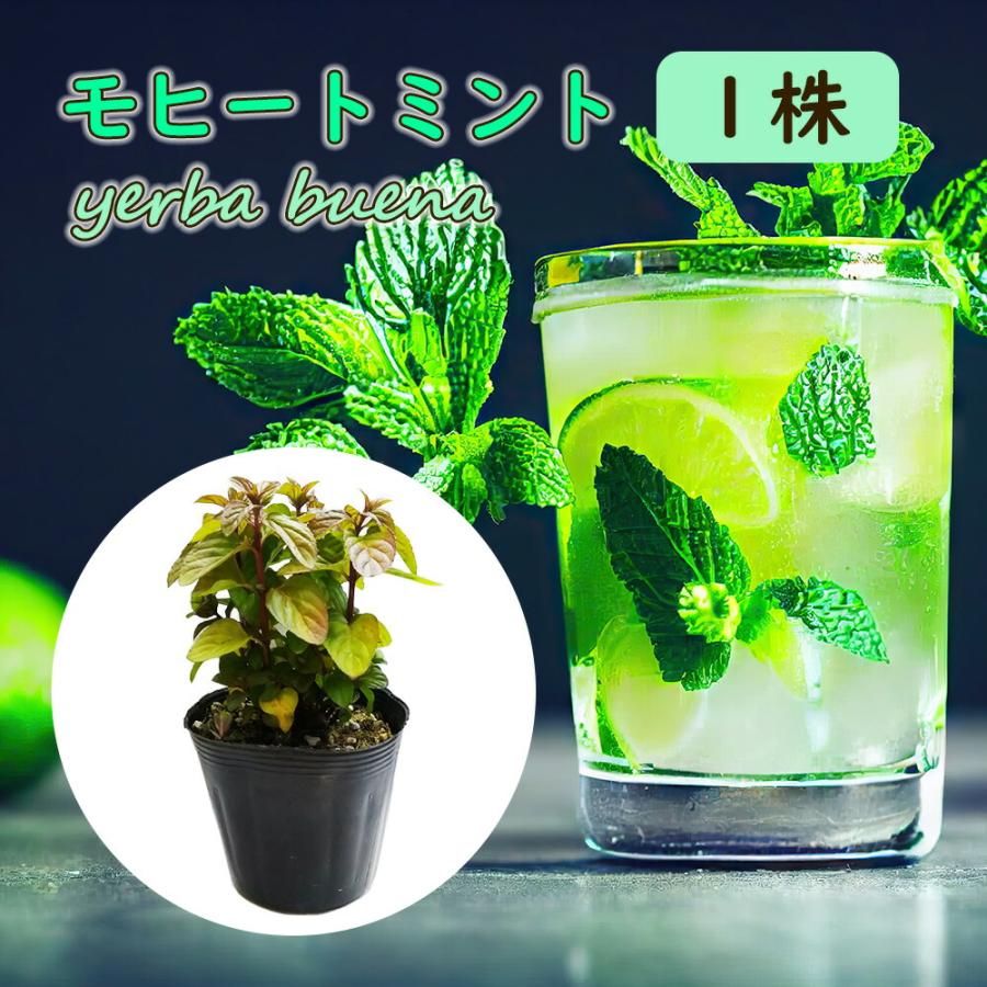 苗 10.5cmポット ハーブ ミント モヒート カクテル mojito yerba buena