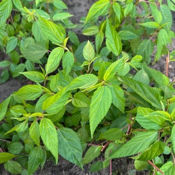🥬【（麻葉菜種子）新種子現貨速發  黃麻葉種子（60粒裝）四季蔬菜種子 田園盆栽種籽 野菜種子 懶人蔬菜種子