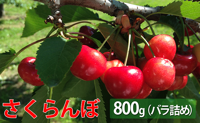 峠のふもと紅果園 北海道 仁木町産 さくらんぼ又は800g