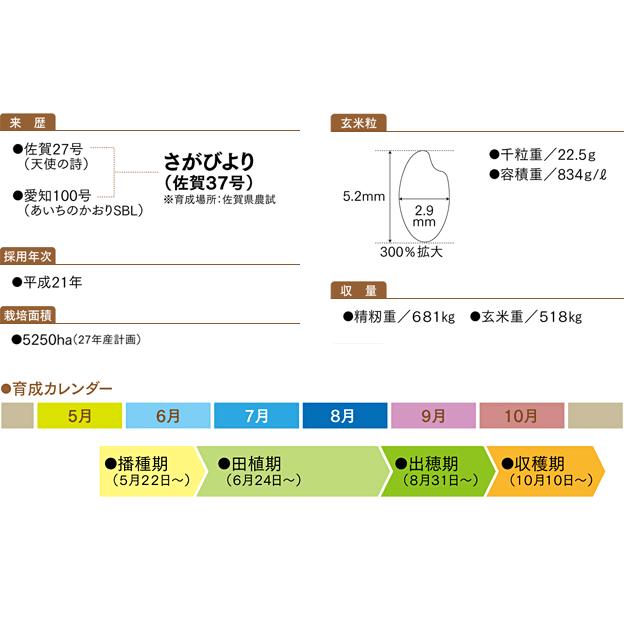 米　令和5年度産　佐賀県産　さがびより 5kg