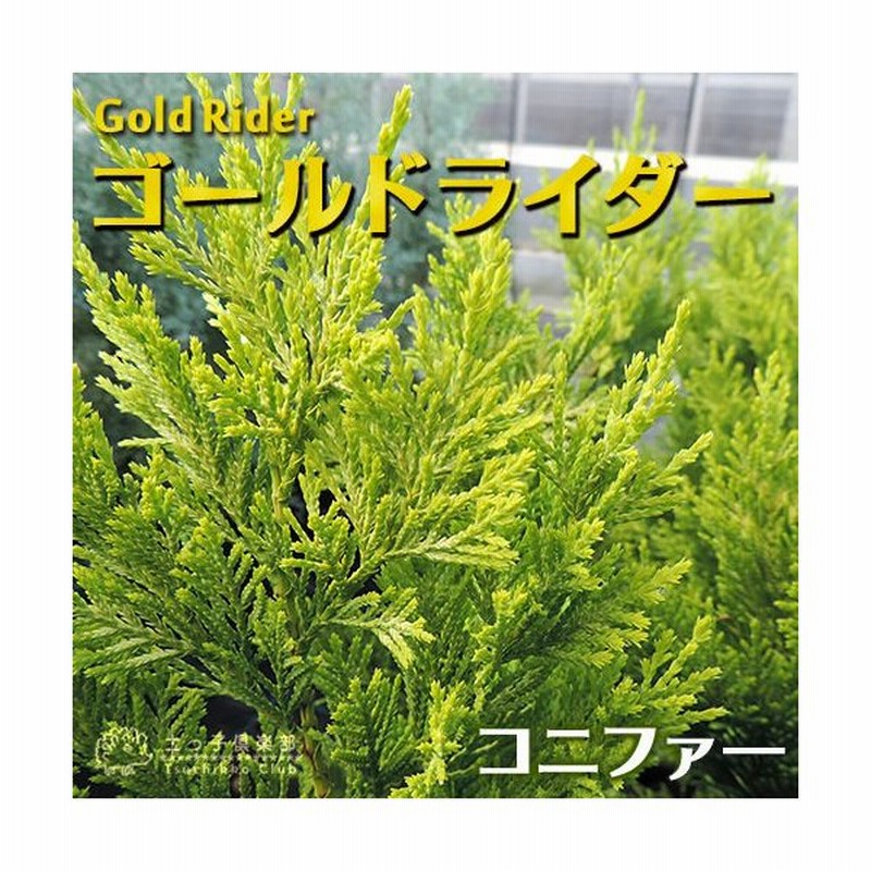 コニファー ゴールドライダー 15cmポット苗 通販 Lineポイント最大0 5 Get Lineショッピング