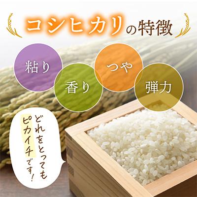 ふるさと納税 越前町 コシヒカリ 10kg × 6回 福井県産[白米]全6回