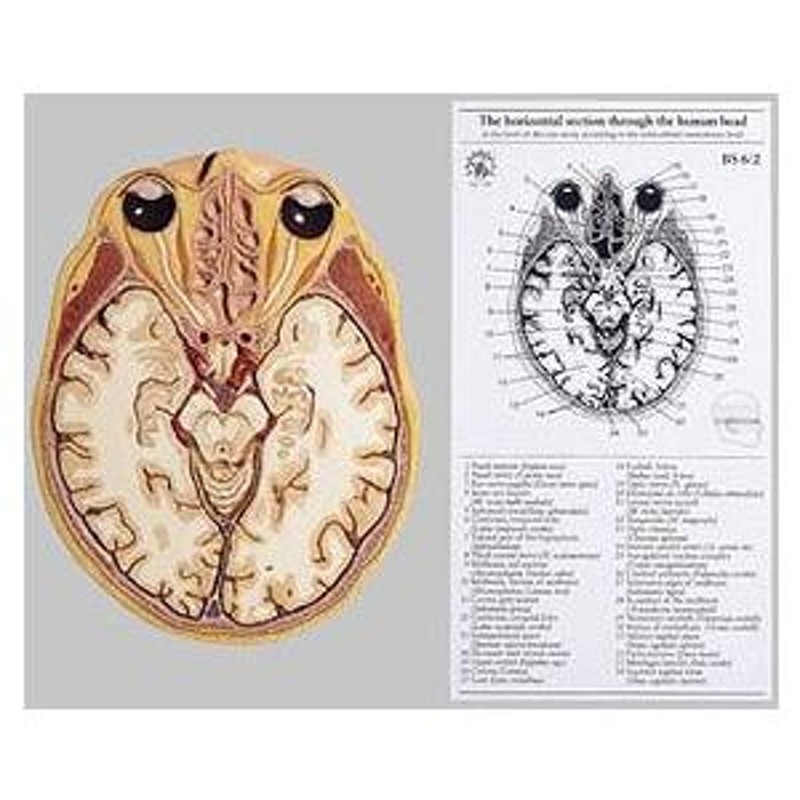 ソムソ社 頭部の水平断面模型 bs6/2 鍼灸 模型 | LINEブランドカタログ