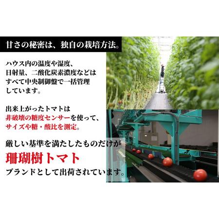 ふるさと納税 珊瑚樹トマト　S特選 約1kg ※2024年春発送＜5月中旬発送＞(トマト フルーツトマト 大人気トマ.. 徳島県小松島市