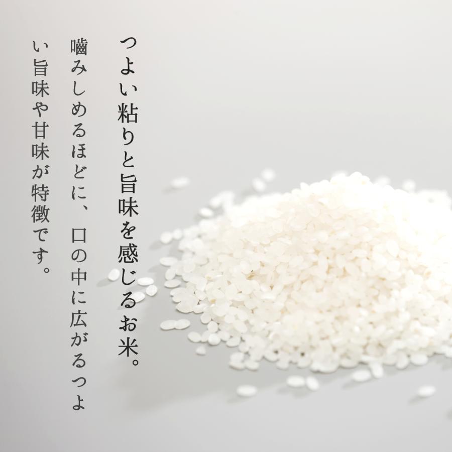 米 10kg コシヒカリ お米 コメ 白米 5kg×2袋 送料無料 新米 令和5年