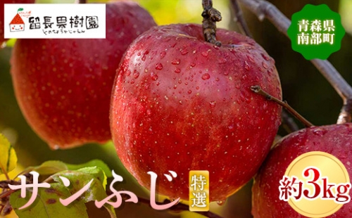 サンふじ 特選（大玉） 約3kg ［9～10個入］  青森りんご 青森 りんご 林檎 アップル フルーツ 果物 くだもの F21U-213