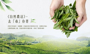 自然農法 清香包種茶包(3gx25包)