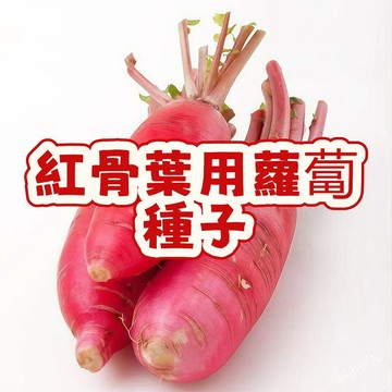 紅骨菜頭籽 紅骨蘿蔔種子 葉用蘿蔔 醃漬菜專用 四季可播 發芽快速 台灣常見品種 脆嫩葉梗 家庭菜園 陽台盆栽 易種植