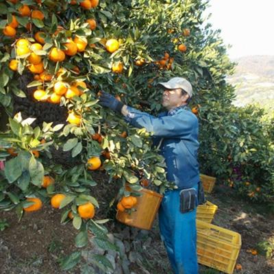 ふるさと納税 湯浅町 蛍飛ぶ町から旬の便り　有田みかん 10kg Lサイズ　平武農園の有田ブランド田口みかん