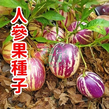 台灣-24H-發貨【人參果種子】四季播種 長壽果種籽稀有水果種子 營養豐富 香甜多汁 香味濃郁 陽台庭院盆栽 果樹植物