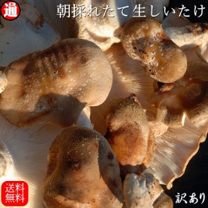 しいたけ5kg 500g×10 送料無料 生シイタケ 味は一級品 朝採れたて菌床栽培 生椎茸 椎茸 シイタケ キノコ