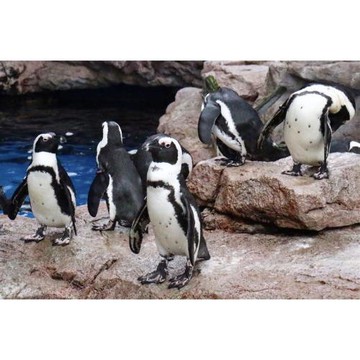 ITF旅展限量｜關西京阪奈旅遊｜達摩勝尾寺.奈良小鹿.京都水族館.天王寺動物園.結緣下鴨神社.錦市場.環球影城五日_26JX114BRS