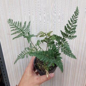 P老闆園藝~兔腳蕨 3吋盆