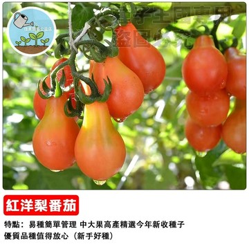 紅洋梨番茄種子 梨形番茄 台灣當季 家庭菜園 盆栽蔬果 小番茄籽 自種食用 開花結果 易栽種 鮮甜多汁 農作體驗