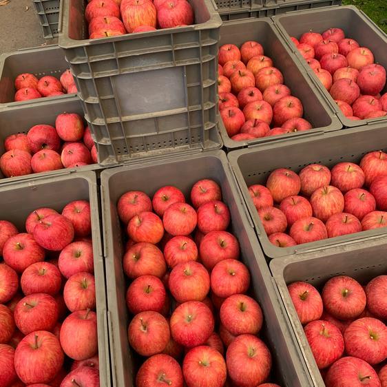 販売期間2023 12 28まで 果物 りんご 『完熟サンふじ』１２個から２０個入り 産地直送