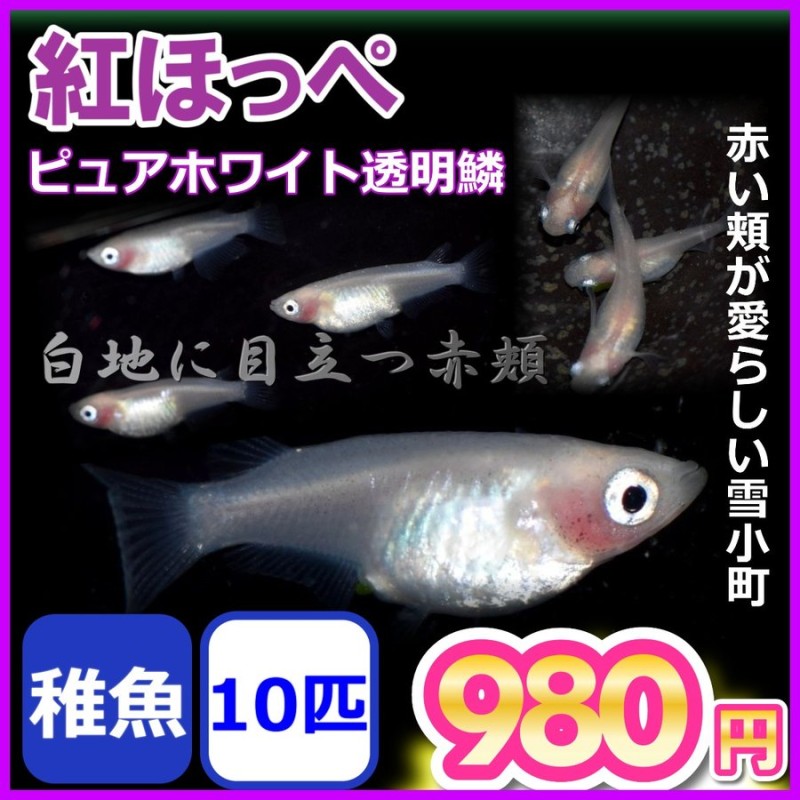 メダカ/紅ほっぺ 白透明鱗めだか 稚魚10匹 通販 LINEポイント最大0.5%GET | LINEショッピング