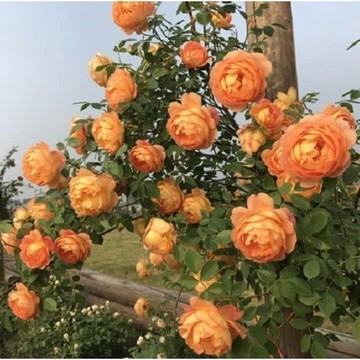 🌹（46款 玫瑰月季種子）新種子200粒入 月季花種子 月季種籽 重瓣多花月季 玫瑰庭院陽臺花卉 薔薇 爬藤玫瑰 易種植