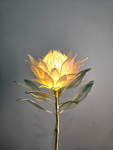 帝王花•沾浸藝術花燈【閒逛花間系列】。小夜燈。生日禮物