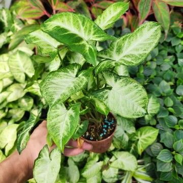 P老闆園藝~綠精靈 合果芋 3吋盆