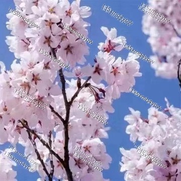 台灣現貨 櫻花樹種子（50粒）濃香型日本櫻花種子 觀賞花卉 超低價 四季開花 林木花卉種子室內外桌面觀花盆栽 種子