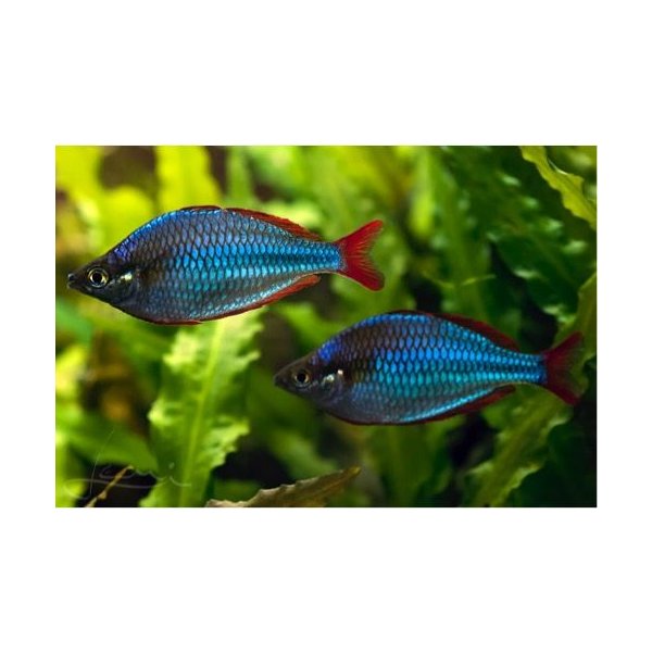 熱帯魚 レインボーフィッシュ ネオンドワーフレインボー 1 5cm 5匹 通販 Lineポイント最大get Lineショッピング