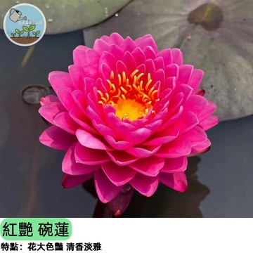 【超好種】碗蓮種子 紅艷 迷你蓮花 陽台盆栽開花 睡蓮荷花 水生植物 室內外皆宜 觀花觀葉   四季好養