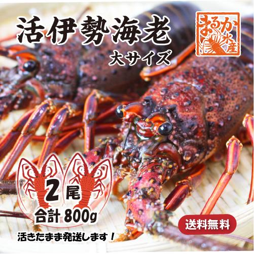 活伊勢海老　活きたまま発送！ちょっとワケあり、大サイズ 2尾入 800g [活伊勢海老]