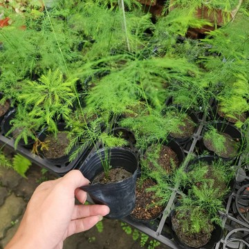 P老闆園藝~小樹文竹 3吋盆
