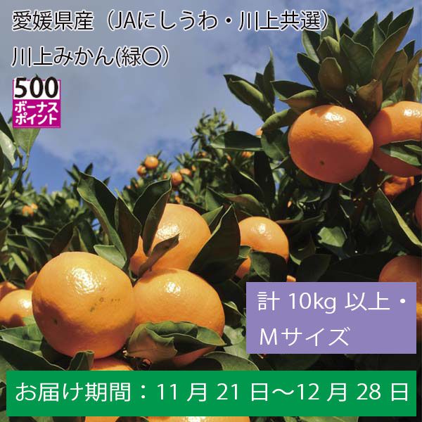 愛媛県産（JAにしうわ・川上共選）川上みかん(緑〇）計１０Kg以上・Ｍサイズ