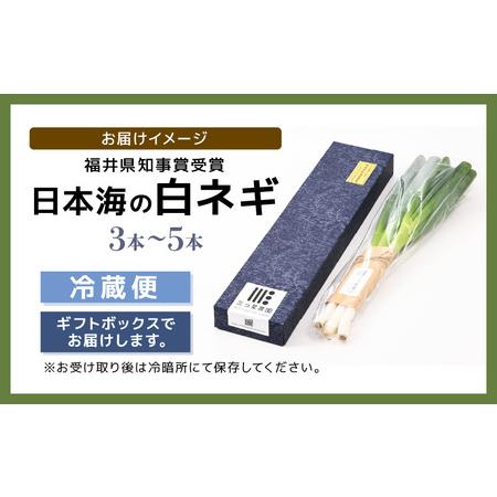 ふるさと納税 福井県知事賞受賞！日本海の白ネギ（ギフト箱） 3本〜5本  [A-2.. 福井県坂井市