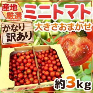 ”ミニトマト” かなり訳あり 約3kg 大きさおまかせ プチトマト 茨城産 熊本産 北海道産など産地厳選【2週間以内の発送