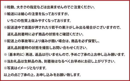 あまおうDX 約280g×2パック 苺 イチゴ デラックス ※北海道・沖縄・離島配送不可