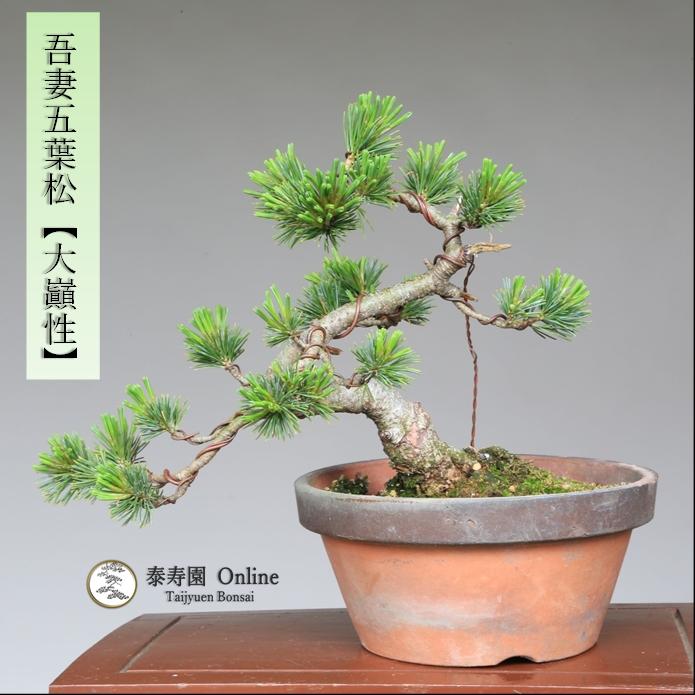 吾妻五葉松／峰吾妻] 短葉の美しい葉性／五葉松／小品盆栽
