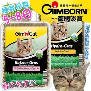 【培菓幸福寵物專營店】竣寶》軟貓草田園草甸香大麥|一次澆水保濕貓草150g盒裝