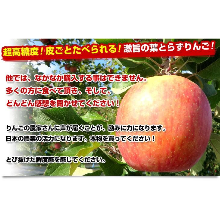 青森県より産地直送 JAつがる弘前 葉とらず太陽ふじりんご 糖度13度以上 約3キロ×2箱（9玉から13玉×2箱） 送料無料 林檎 サンフジ 津軽