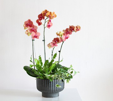 鮭魚蝴蝶蘭 2株+觀葉 居家盆景 蘭花 開幕辦公送禮