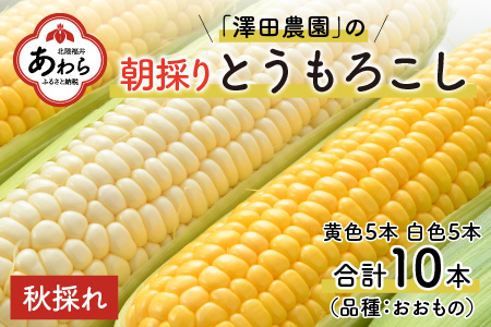 秋とうもろこし 黄色 白色 計10本 おおもの 朝採り ／ 期間限定 数量限定 ハウス栽培 産地直送 甘い ミックス スイートコーン 白い とうもろこし ホワイトコーン 野菜 あわら ※2024年10月10日より順次発送