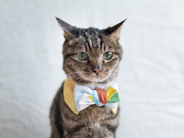 【和服・きもの系列】寵物領巾 貓咪/狗狗 和風 女生款 - 黃色