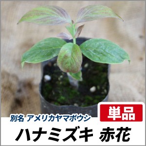 ハナミズキ 赤花 樹高30 50cm前後 単品 落葉 植木 庭木 花木 シンボルツリー 通販 Lineポイント最大1 0 Get Lineショッピング