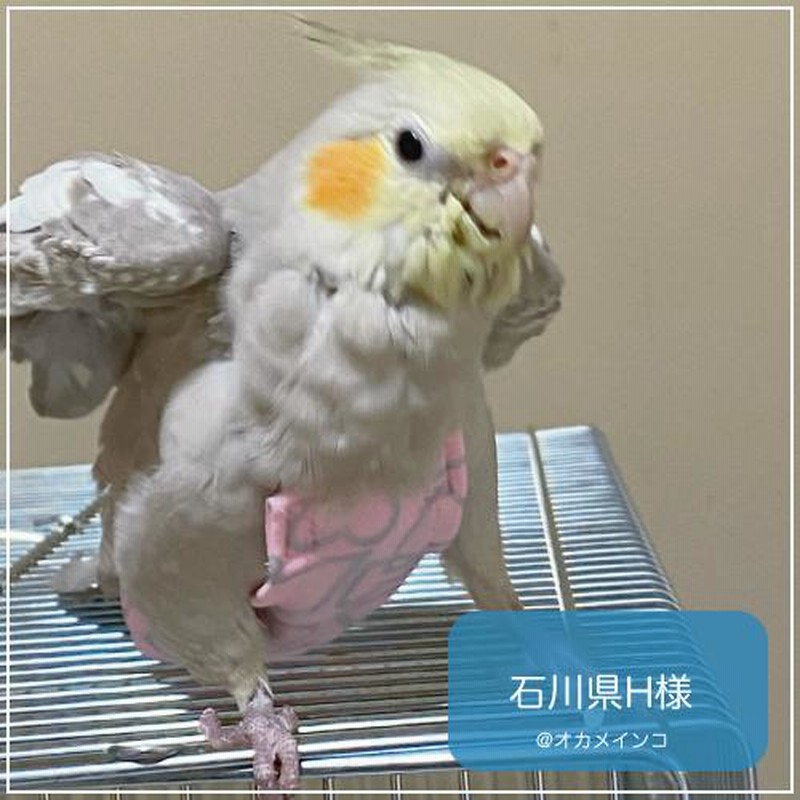 フライトスーツ スモール〜ウロコインコ 小型のオカメインコ